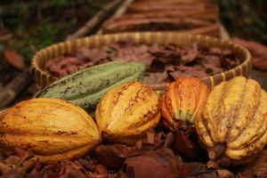 Harvested Cacao pods