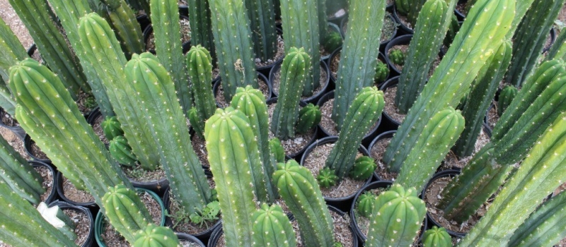 cactus-san-pedro-cactus-rooted-potted-6 cactus-san-pedro-cactus-rooted-potted-6